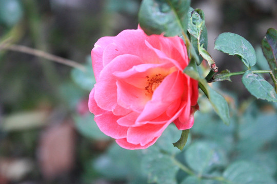 月季 花卉