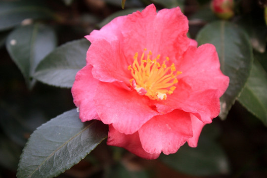 山茶花 茶花 花卉 红花
