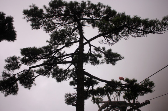 黄山 云海 怪石 石头 山顶