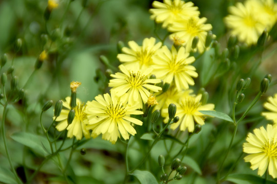 黄花