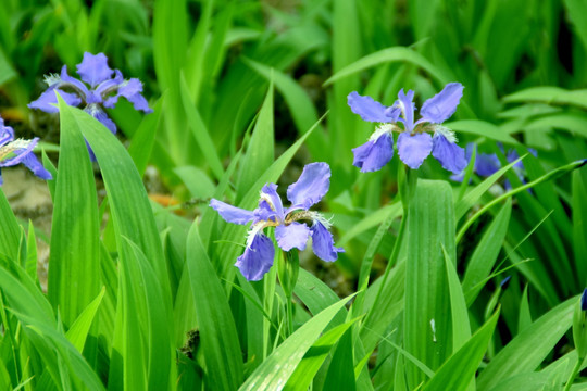 马兰花