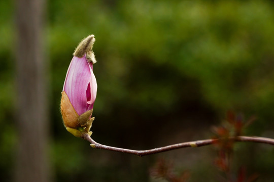 黄玉兰花蕾