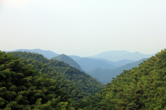 翠竹林