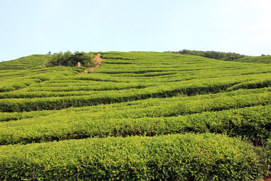 茶山