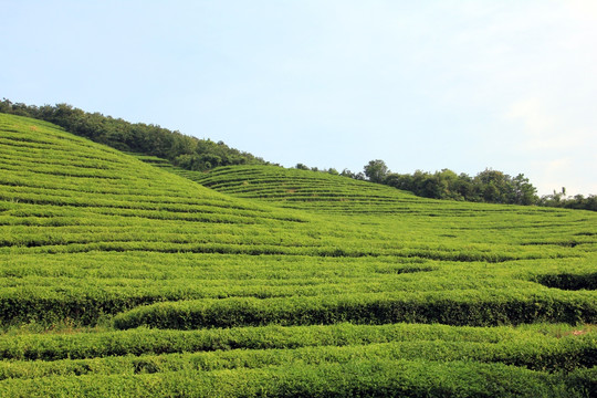 茶园