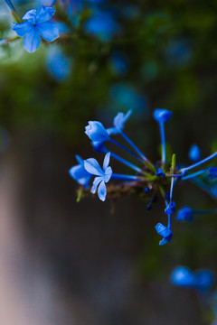 街头丁香花