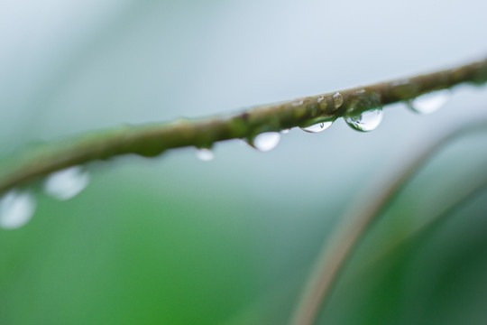 水滴 雨水 绿色背景