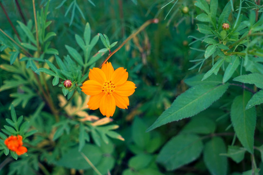 橙色小花