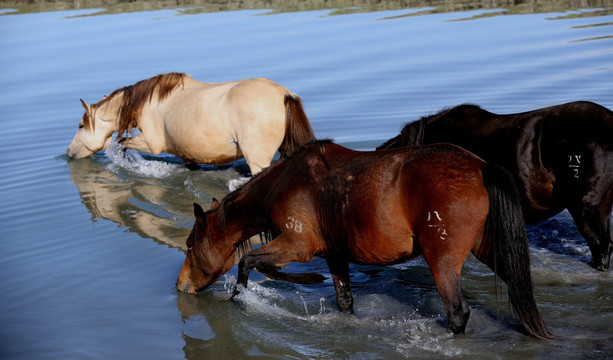 马喝水