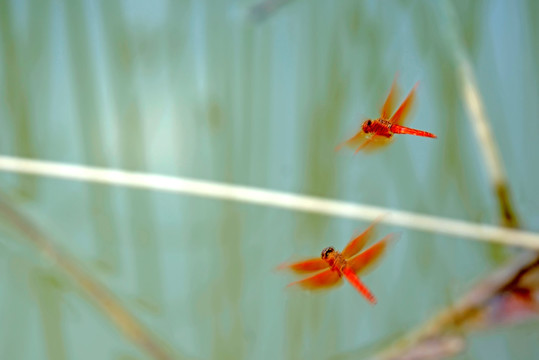 两只飞行的红色蜻蜓
