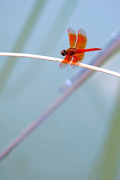 红色蜻蜓