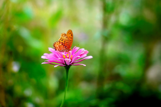 斐豹蛱蝶和百日菊