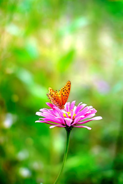 斐豹蛱蝶和紫红色菊花