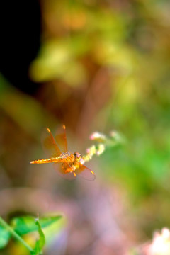 大黄赤蜻 黄色蜻蜓