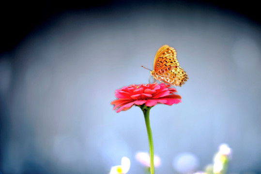 斐豹蛱蝶和玫红色雏菊