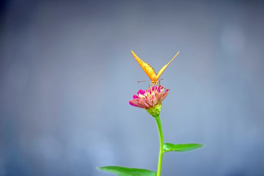 斐豹蛱蝶和紫色菊花