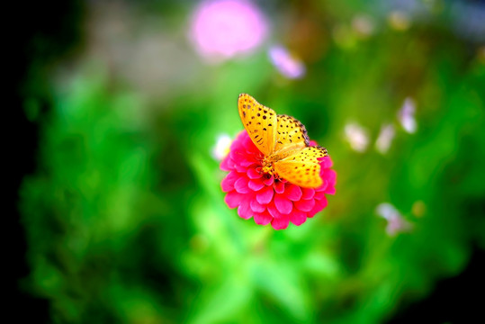 黄色黑点蝴蝶和粉色花