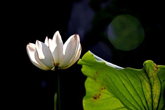 黑色背景逆光白莲花