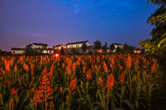 郫县青杠树村红高粱夜景