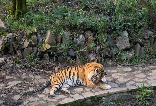 老虎