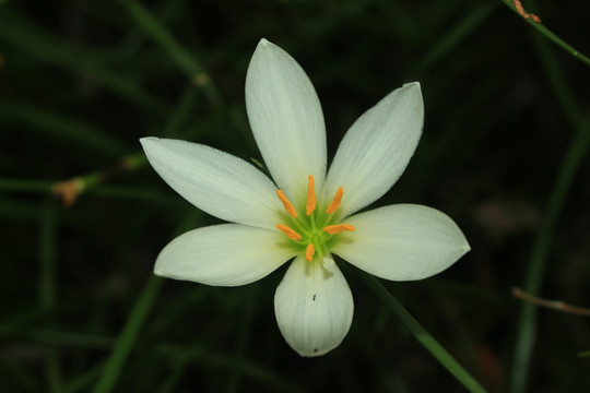 花季 风雨兰