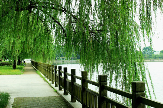 柳树岸边
