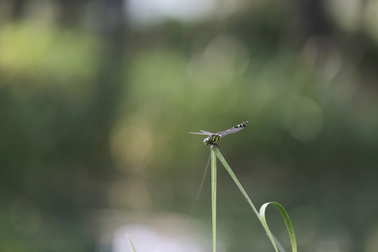 蜻蜓