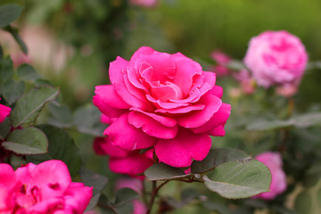 月季花开