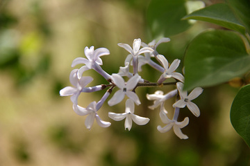 丁香花开