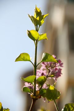 丁香花树叶