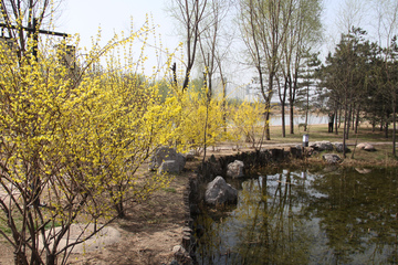 春天湿地公园