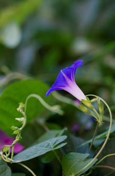 牵牛花