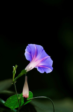 唯美牵牛花