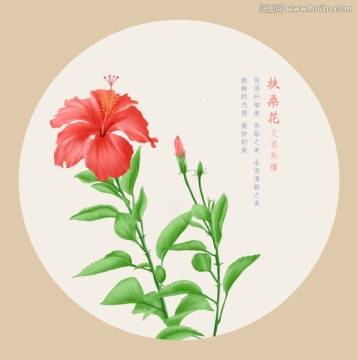 扶桑花