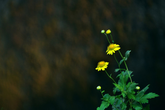 野菊花