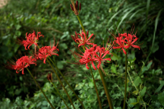 曼陀罗花