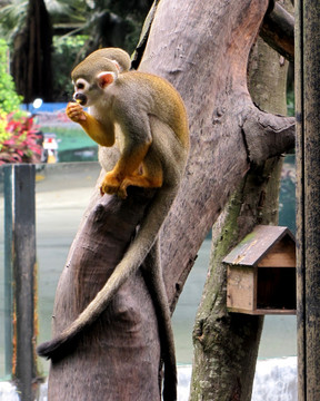 长隆野生动物世界 金丝猴