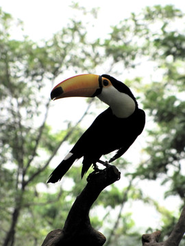 长隆野生动物世界 香江 鹦鹉