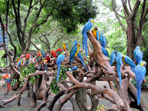 香江长隆野生动物世界 彩色鹦鹉