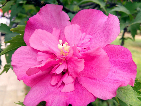 红色花朵微距