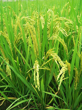 稻子 水稻