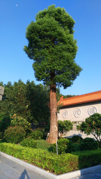 寺庙前的一棵树