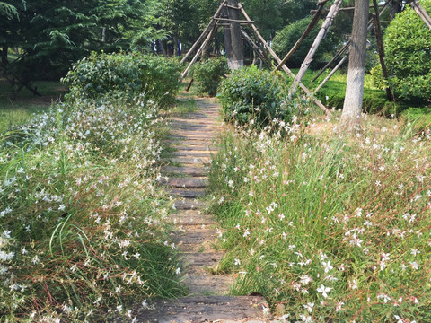 花丛小路