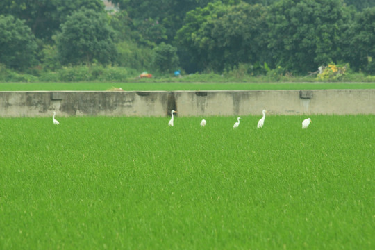 田园风光