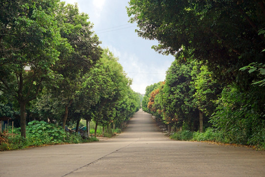 绿树成荫的乡村公路