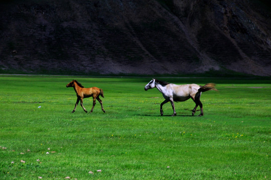 草原上的母子马