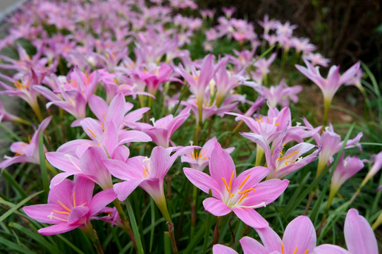 风雨花