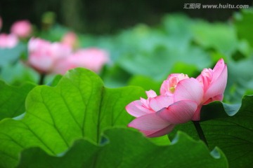 荷塘