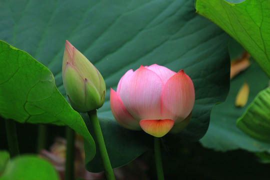 荷花