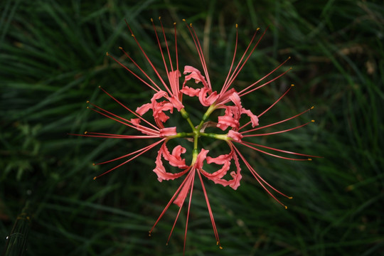 老虎花